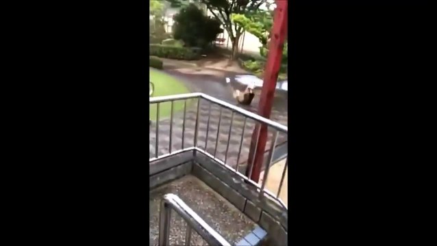 Le toboggan le plus dangereux est au Japon
