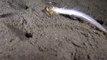 Ce ver de sable avale un poisson encore vivant... cauchemardesque