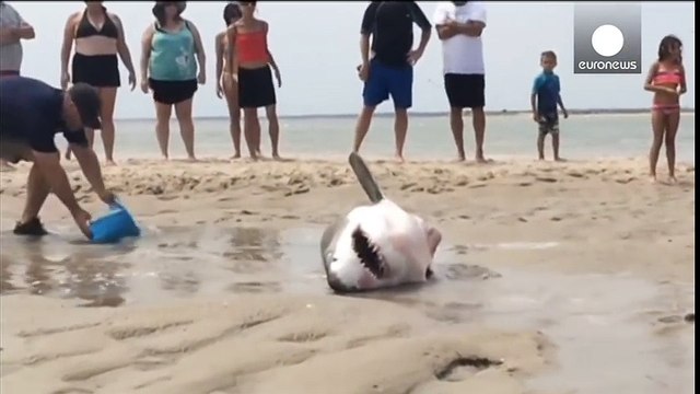 Des touristes viennent sauver un requin blanc échoué sur une plage