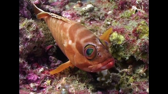 Schooling Fish - Reef Life of the Andaman - Part 15