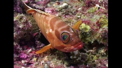 Schooling Fish - Reef Life of the Andaman - Part 15