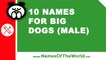 10 names for big dogs (male) -  the best pet names - www.namesoftheworld.net
