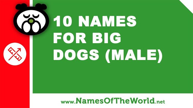 10 names for big dogs (male) - the best pet names - namesoftheworld.net