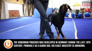 TOP 10 GERMAN DOG BREEDS