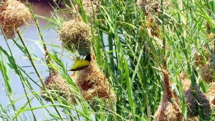 Animal Planet - African Wildlife , Zimbabwe (Part 1)
