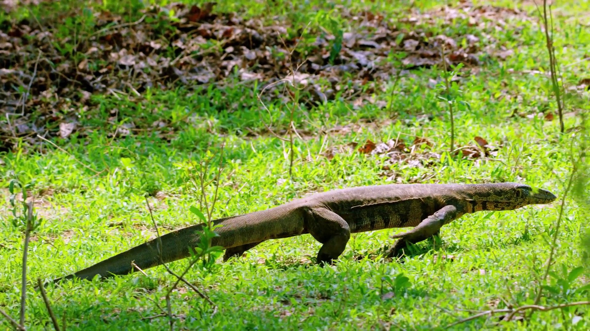 ⁣Animal Planet - African Wildlife , Zimbabwe (Part 2)