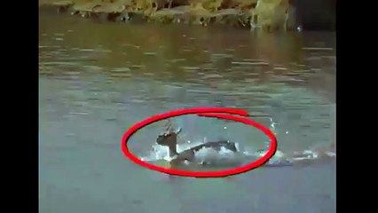 Gacela se sacrifica por su hijo para que no lo devore un cocodrilo _ instinto ma