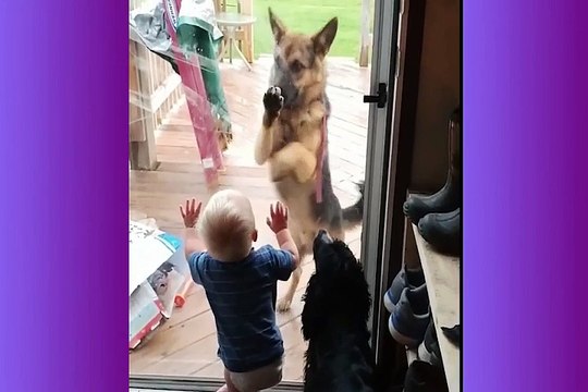 Dogs making babies laugh is the cutest thing you will see today (3)