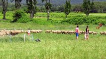 Les moutons à TRETS le 2 juin 2018