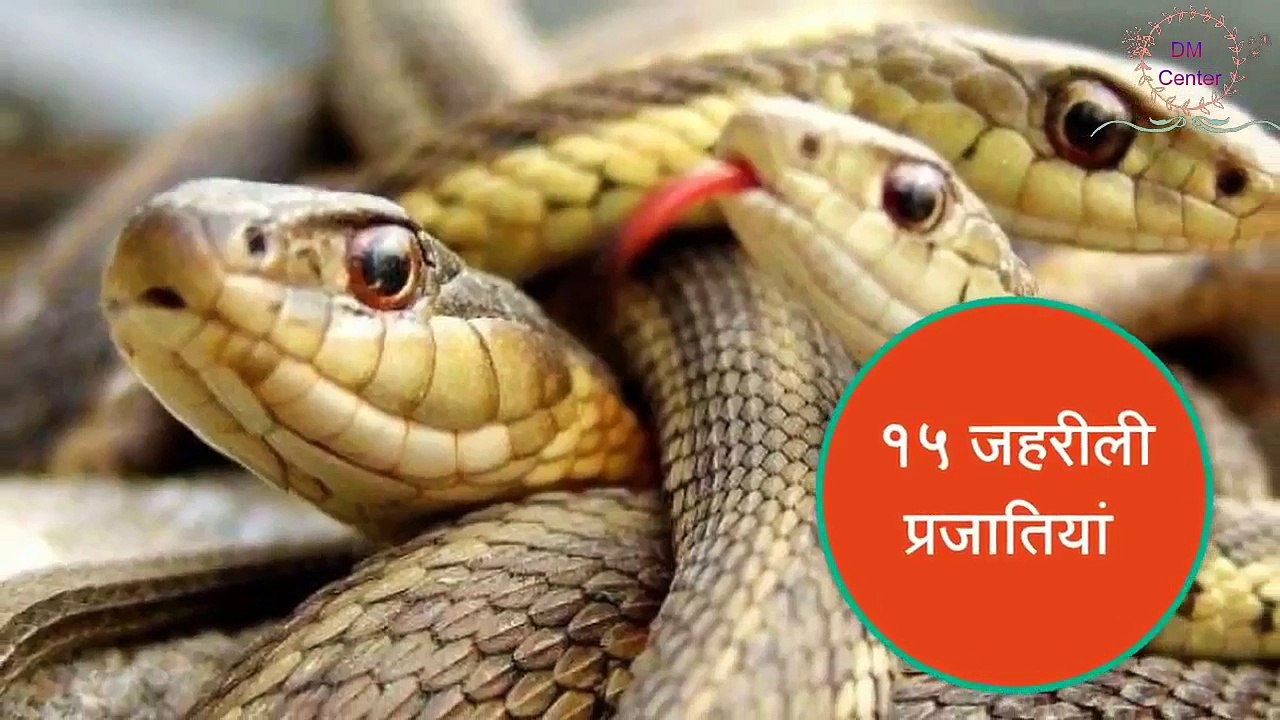 सांप के काटने पर तुरंत करें ये २ उपाय || इस उपाय से किसी की जिंदगी बच सकती है