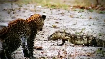 Amazing Waterbuck Take Down A Pride Of Lions To Escape _ Lion Hunting Fail