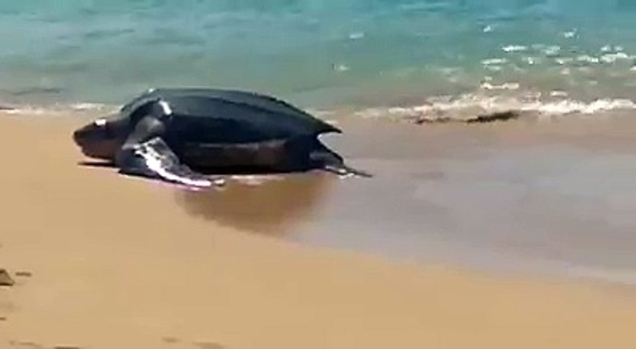 Le clou de la journée sur la plage de la Perle à Deshaies,au milieu des baigneurs, à leur grande surprise, l’arrivée d’une tortue luth, venue déposer ses précie