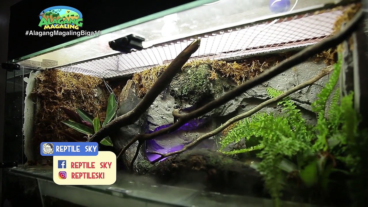 Alagang Magaling S9 Ep10 - Reptile Sky