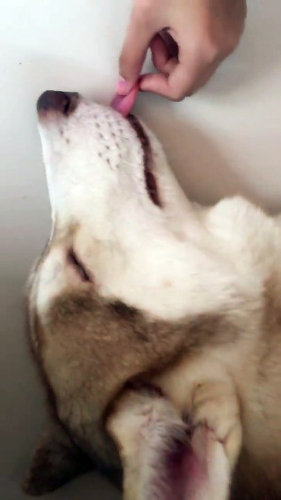 prank Pulls out Sleeping Dog's Tongue