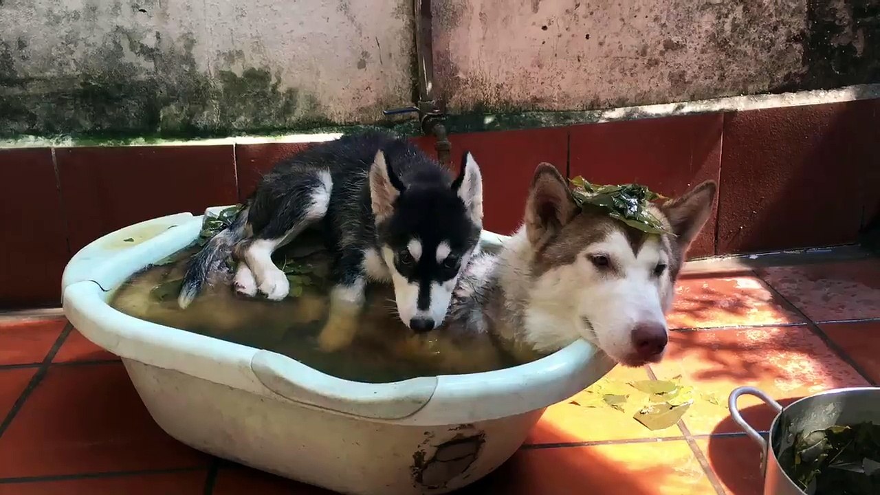 dog  Bath Fail