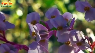 WILD ISLAND. CARIBBEAN - Tropical paradise - Documentary Films 2018 on Amazing Animals TV