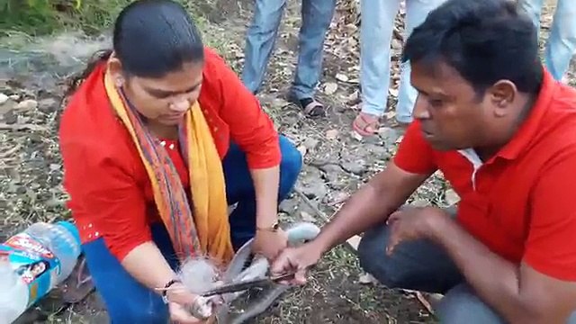 Lady Indian Snake Catcher rescue of a Fish net trapped Cobra...!!!!!