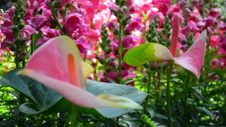 Worlds Most Beautiful Garden Cinematic Video! Longwood Gardens
