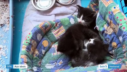 Animaux : la SPA aux abois