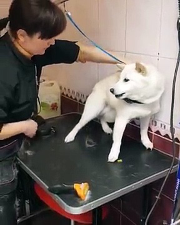 Funny Angry Dogs Barking And Growling Compilation 2014 Dog Barking Videos | Braking Dog