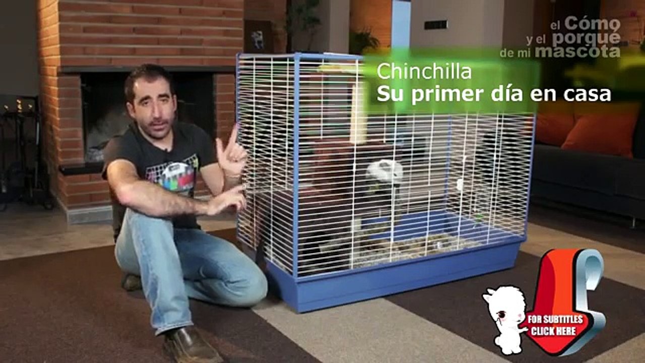 CHINCHILLAS - Su primer día en casa. ¿Qué necesita?