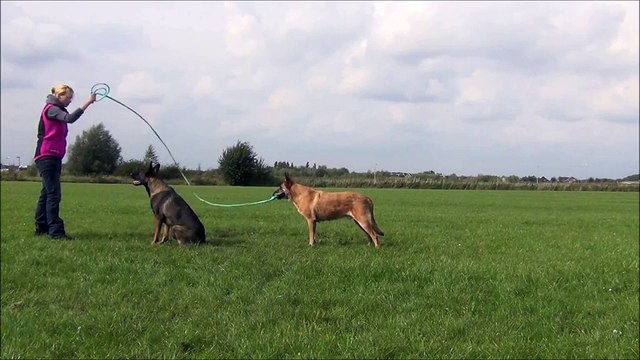 Des chiens jouent à la corde à sauter