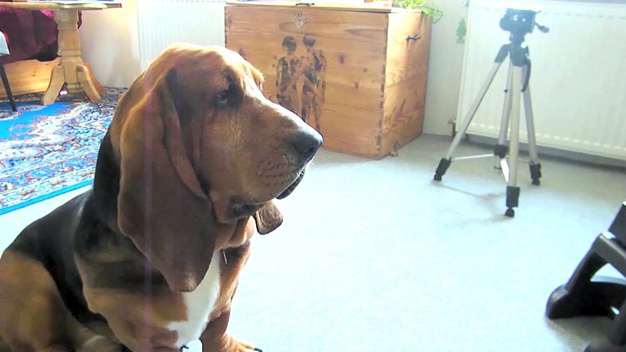 Ce chien est hypnotisé par un métronome