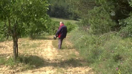 Kiraz Çiftçisinin 15 Yıllık Ayı Kabusu