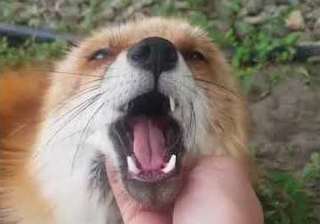Rescued Fox Squeals With Excitement While Being Petted