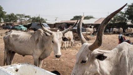 Nijerya'da 'Boko Haram'dan Fazla Can Alan' İnek Hırsızları Köye Saldırdı: 23 Ölü