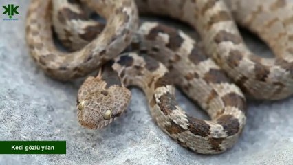 Türkiye'deki yılanlar belgeseli - Türkiye'deki zehirli ve zehirsiz yılanlar