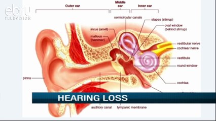 What Causes Hearing Loss In Unborn Children