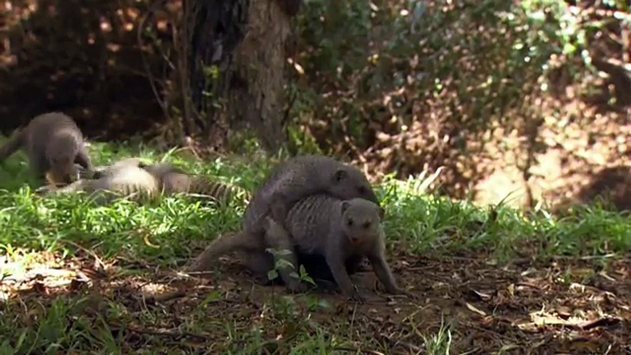 Bandits Of Selous [Mongoose Documentary] | Wild Things
