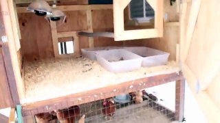 Backyard Chickens - Chicken Coop upgrades and winterization
