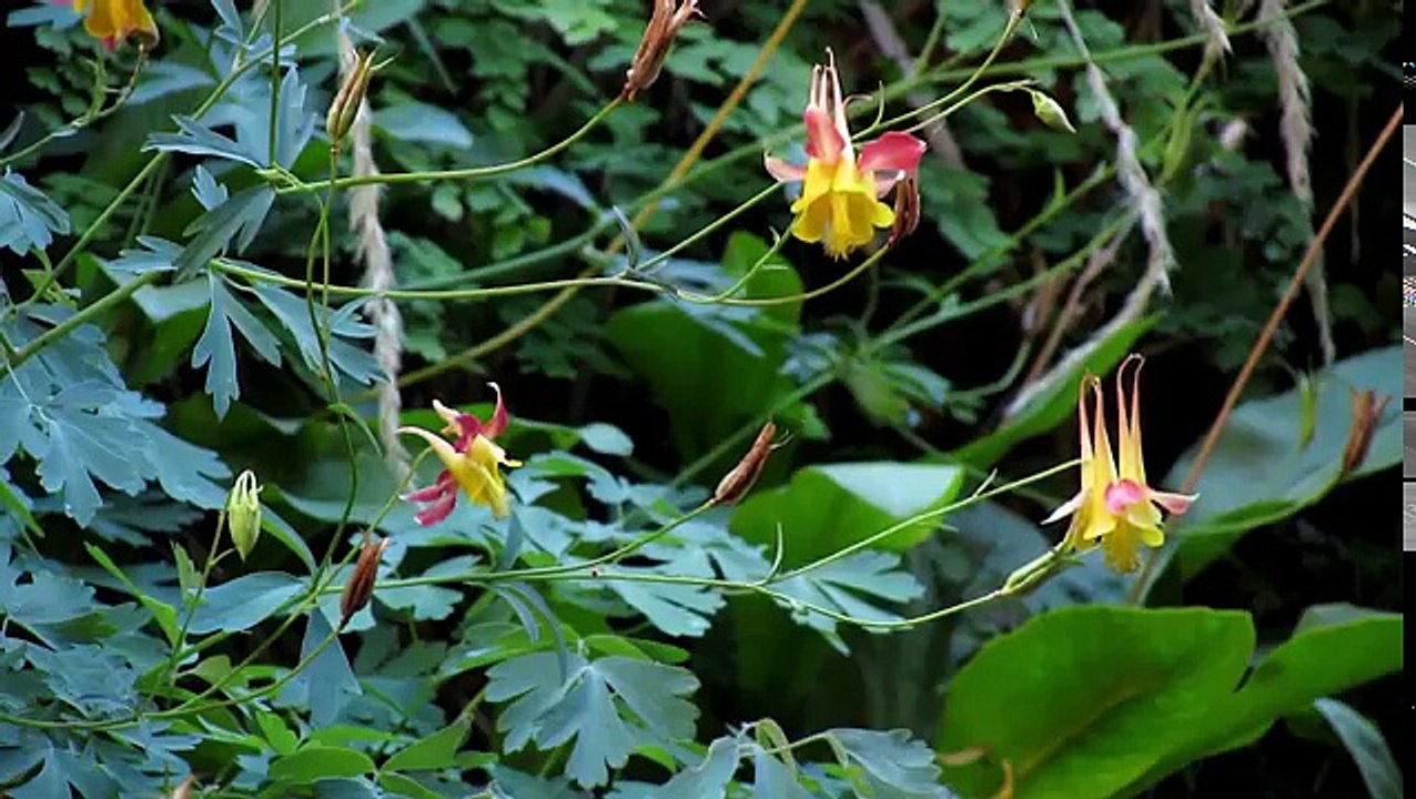 Hiking the Zion Narrows - Zion National Park