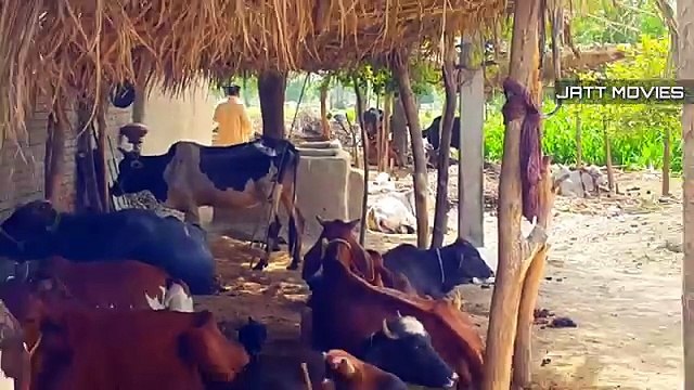 Village Life Of Punjab In Pakistan _ Mud Houses & Natural Scenes