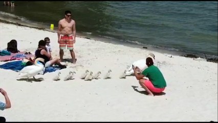 La famille cygne se met à l'eau sur la plage de Saint-Jorioz