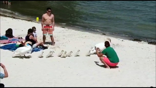 La famille cygne se met à l'eau sur la plage de Saint-Jorioz