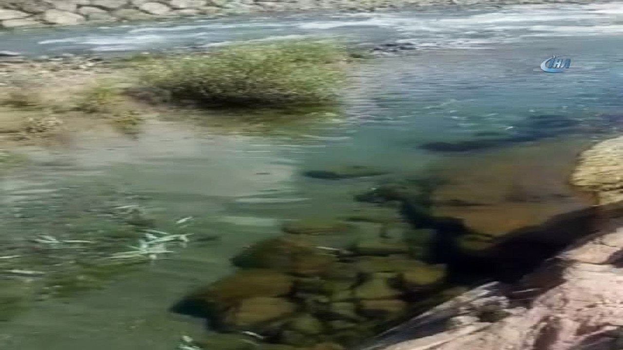 Baraj kapakları kapatılınca çok sayıda balık telef oldu