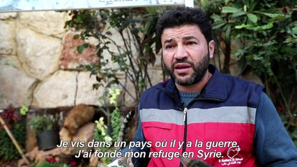 Dans la Syrie en guerre, un improbable refuge pour chats