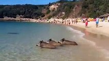 Hogs Enjoying The Beach