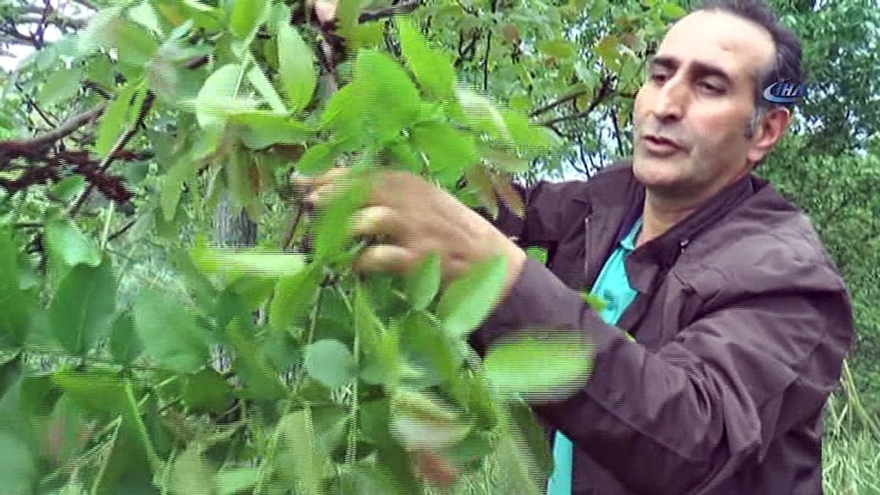 Şebin cevizini don vurdu