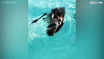 Emu chills in the pool and dog tries to save it from drowning
