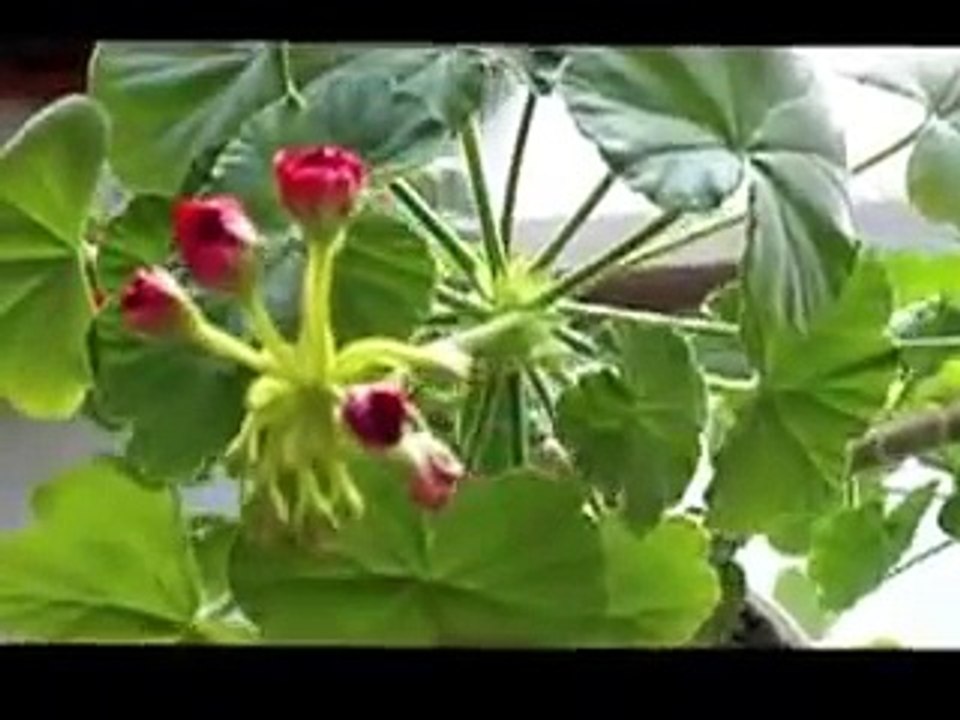 Пышная Герань(Пеларгония) и простой уход за ней