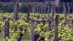 VIDEO. Les vins de l'AOC Reuilly, Top Tourisme Gastronomie