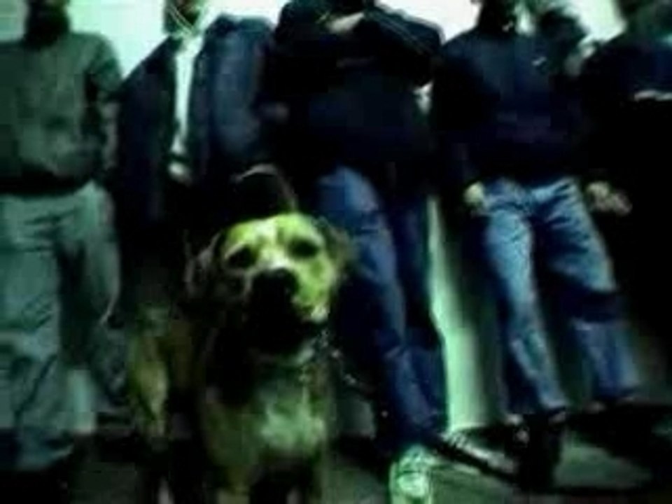 Bass Sultan Hengst-Freund oder Feind