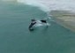 Drone Footage Shows Dolphin Pod Surfing the Waves
