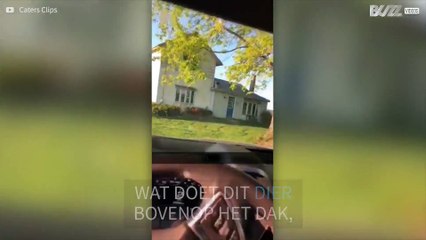 Man vindt hond op dak