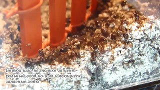 Бой муравьёв за территорию. Messor structor vs Pheidole yeensis