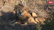 Veprimi i këtyre dy luanëve meshkuj po shokon botën, u kapën duke kryer marrëdhënie (360video)